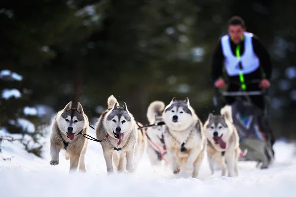 CIUMANI, ROMANIA - January 16: Dog sledding with husky on "Inter — Stock Photo, Image