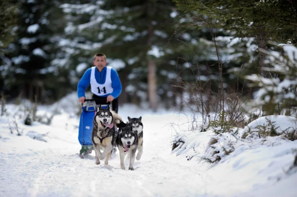 CIUMANI, RUMANIA - 16 de enero: trineo de perros con husky en "Inter — Foto de Stock