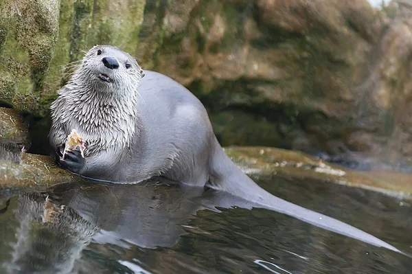 Lontra Europeia (Lutra lutra), também conhecida como lontra eurasiana, Eura — Fotografia de Stock