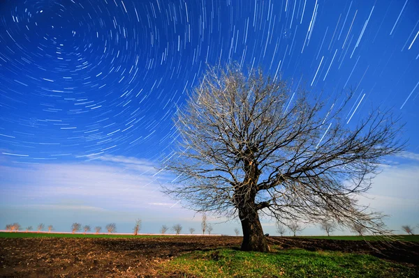 Image of a isolated tree — Stock Photo, Image