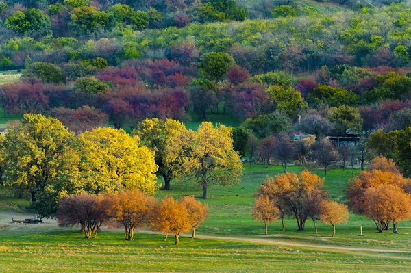Барвисті осінні дерева на полі — стокове фото