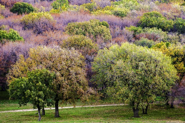 Árvores de outono coloridas no campo — Fotografia de Stock