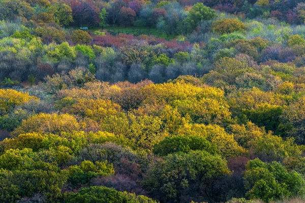 Alan üzerinde renkli sonbahar ağaçlar — Stok fotoğraf