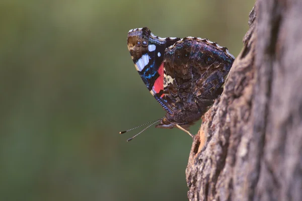 The red admiral in natural habitat (vanessa atalanta) — Stock Photo, Image