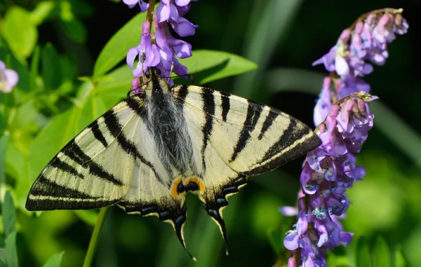 Eastern Tiger Swallowtail butterfly (Papilio glaucus) feeding on — Stock Photo, Image