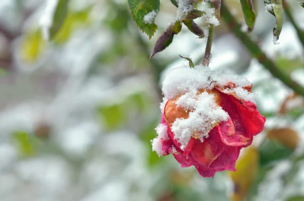 La rosa con il gelo — Foto Stock