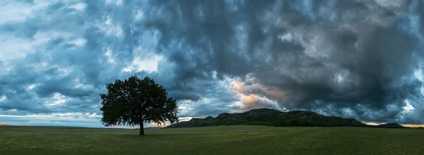 Ensomt træ i eng panorama format - Stock-foto