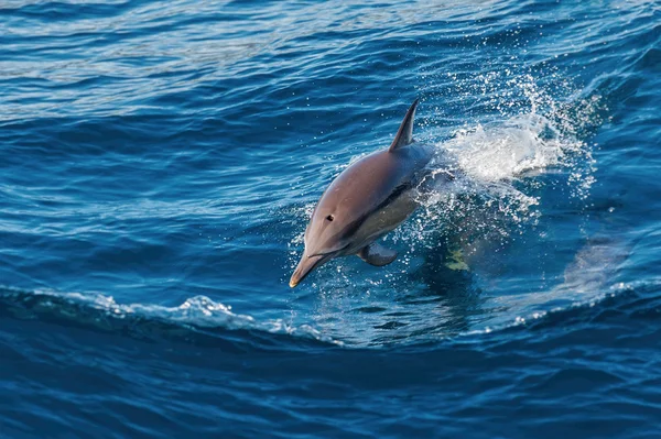 Delfin hoppar upp ur vattnet — Stockfoto