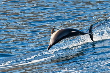 Yunus sudan atlıyor