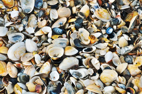 Variedad de conchas marinas de la playa — Foto de Stock