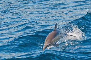 Yunus sudan atlıyor