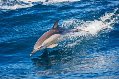 denizin dışında atlama yunus