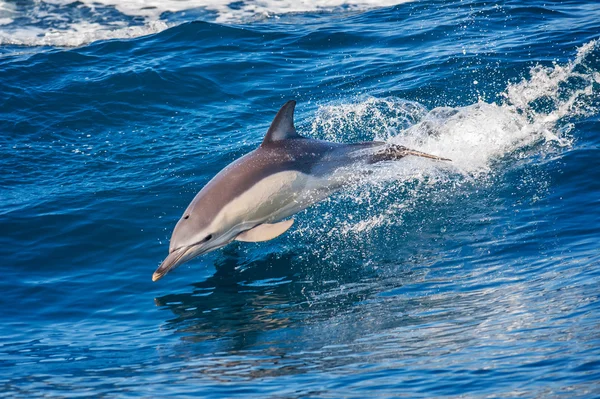 Delfin hoppning utanför havet — Stockfoto