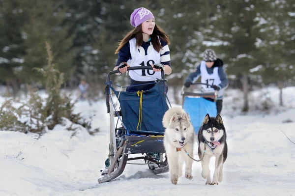 Dog sledding with husky — Stock Photo, Image