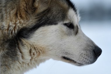 Alaskan Malamute portre