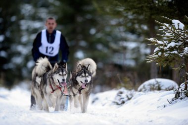 Husky ile kızak köpek