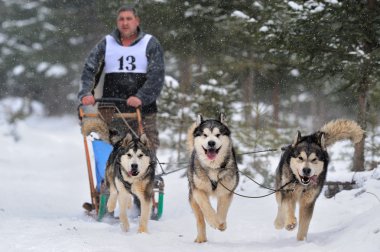 Husky ile kızak köpek