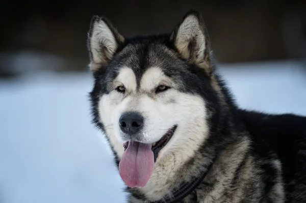 Alaskan Malamute porträtt — Stockfoto