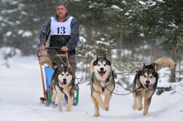 Dog sledding with husky — Stock Photo, Image