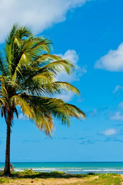 Tropical — Stock Photo, Image