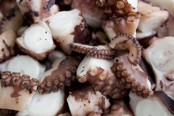 Octopus — Stockfoto