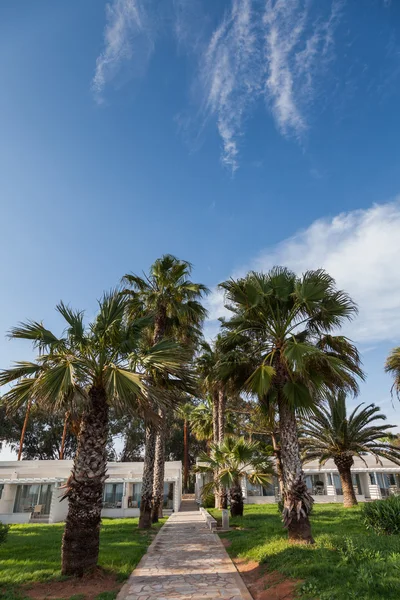 Promenade zwischen Palmen — Stockfoto