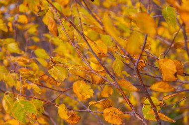 Sarı huş ağacı yaprakları, Automn