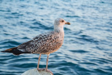 Gri deniz martı taşlı kenarı.