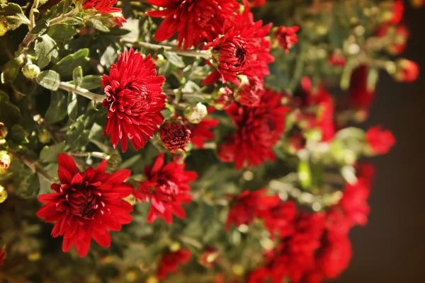 Herfst chrysanten — Stockfoto