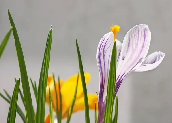 Azafrán de primavera — Foto de Stock