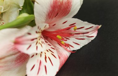 güzel zambak buketi