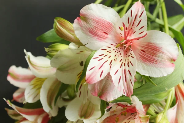 Magnifique bouquet Lily — Photo