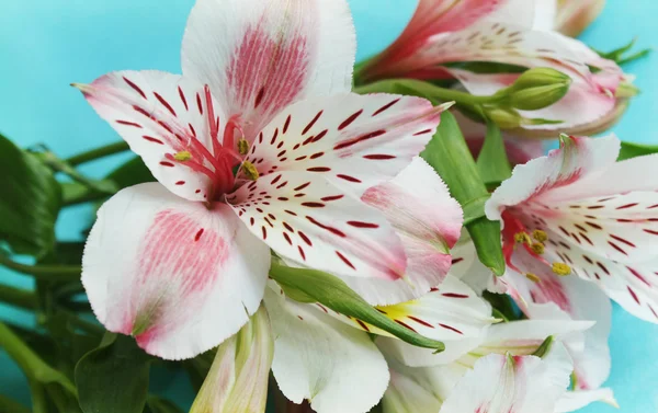 Bellissimo bouquet di Lily — Foto Stock