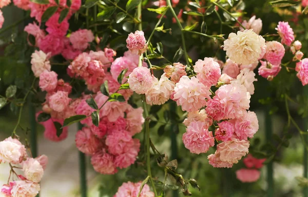 Garden roses — Stock Photo, Image