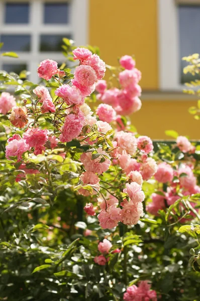Rosas de jardim — Fotografia de Stock