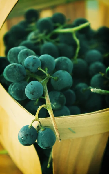 Cesto de uvas escuras — Fotografia de Stock