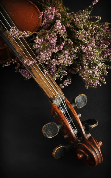 Bakgrund med vackra violin — Stockfoto