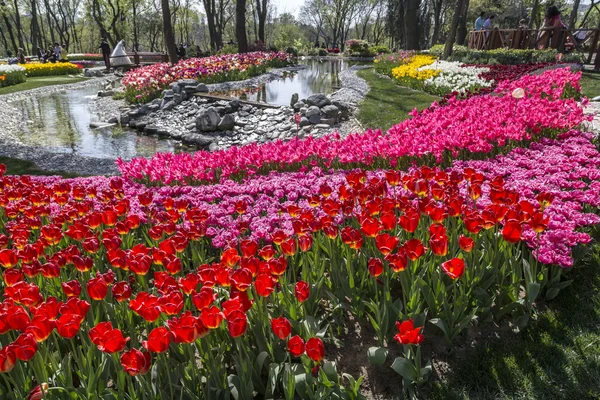 Traditionell Tulip Festival i Emirgan Park, en historisk stadspark ligger i Sariyer distriktet i Istanbul, Turkiet — Stockfoto