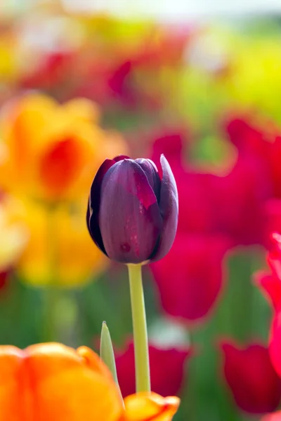 Krásné tulipány, čerstvá jarní květiny, záhonu — Stock fotografie