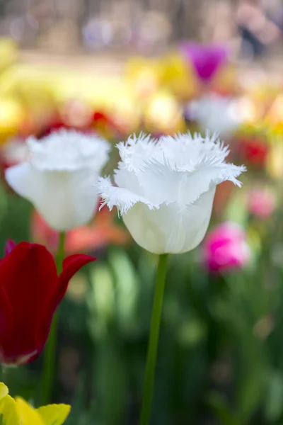 Vackra tulpaner, fräscha vårblommor, blomsterrabatt — Stockfoto