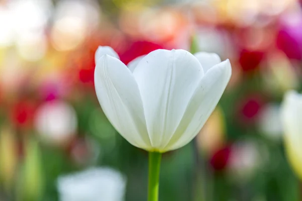 Lindas tulipas, flores frescas da primavera, canteiro de flores — Fotografia de Stock