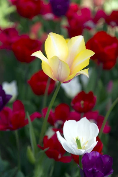 Hermosos tulipanes, flores frescas de primavera, parterres —  Fotos de Stock