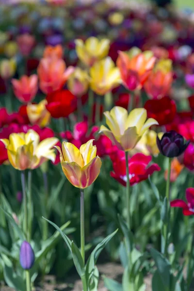 Krásné tulipány, čerstvá jarní květiny, záhonu — Stock fotografie