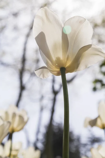 Krásné tulipány, čerstvá jarní květiny, záhonu — Stock fotografie
