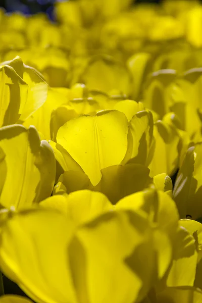 Lindas tulipas, flores frescas da primavera, canteiro de flores — Fotografia de Stock