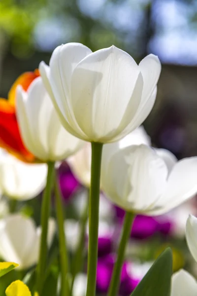 Lindas tulipas, flores frescas da primavera, canteiro de flores — Fotografia de Stock