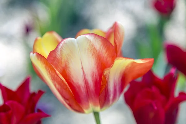 Vackra tulpaner, fräscha vårblommor, blomsterrabatt — Stockfoto