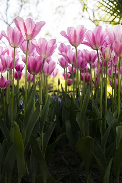 Krásné tulipány, čerstvá jarní květiny, záhonu — Stock fotografie