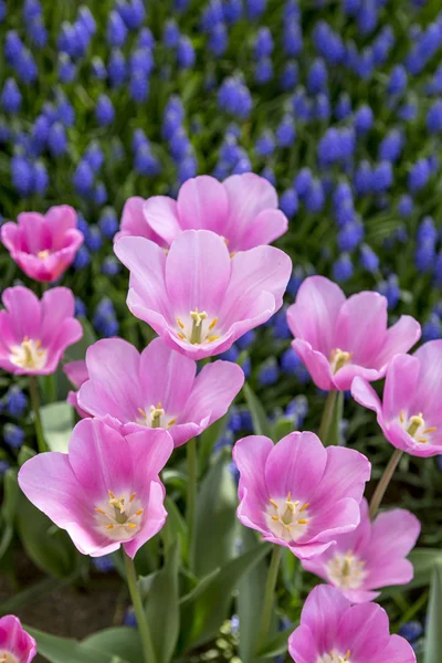 Lindas tulipas, flores frescas da primavera, canteiro de flores — Fotografia de Stock