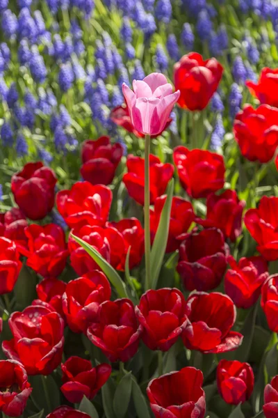 美丽的郁金香，新鲜的春天的花朵花坛 — 图库照片